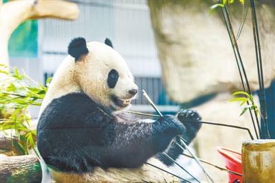 归国大熊猫 “宝弟”“宝妹”亮相温州