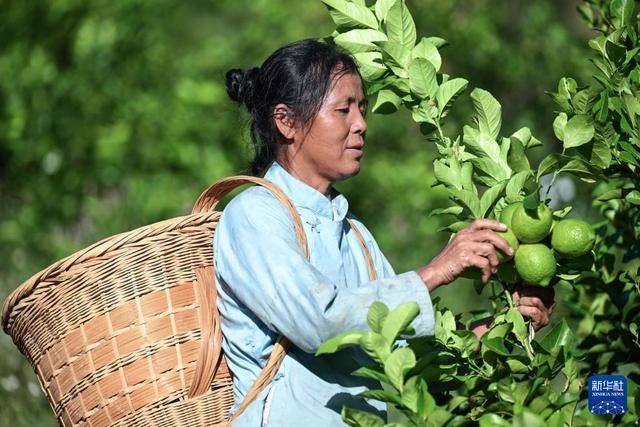 贵州望谟：小柠檬做成大产业