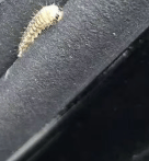 汽车被虫子啃得都是窟窿，“一边咬一边往里钻”！很多人中招