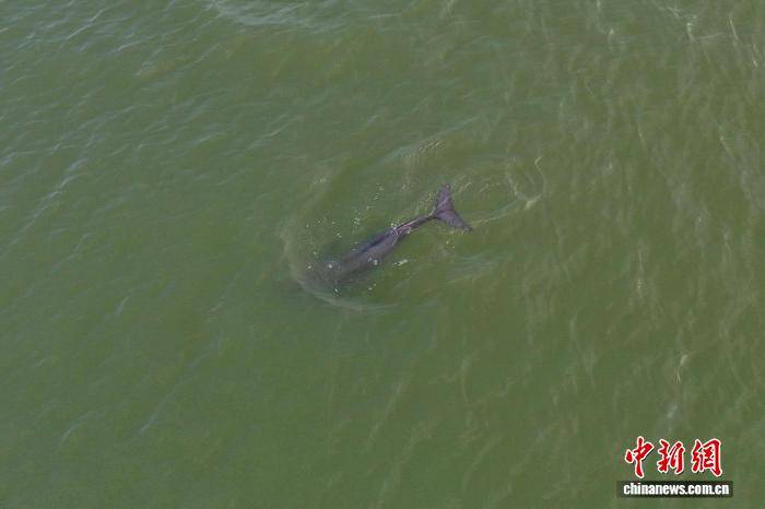 中国最大淡水湖跌破极枯水位 保护“水中大熊猫”等机制启动