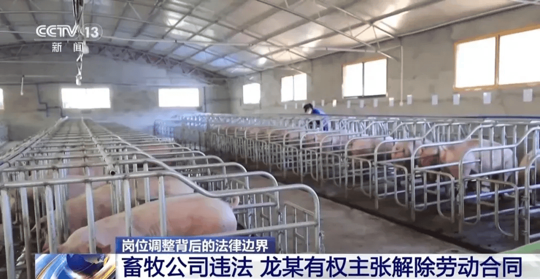 湖南一电工突然被领导调去养猪，工资待遇不变，还给3个月培训期，当事人提起诉讼，公司被判支付补偿金