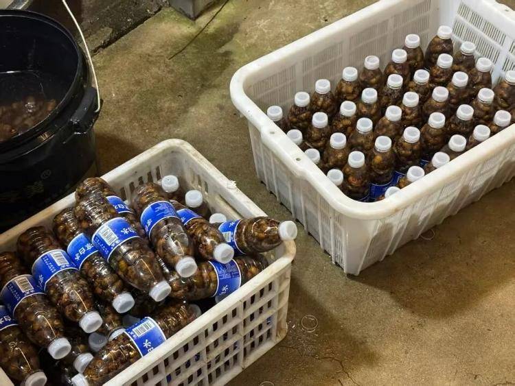 河南80后男子带村民养蝉，高峰期一晚上可抓上万只：晚8点开抓，4小时内冷冻，1元1个不愁卖