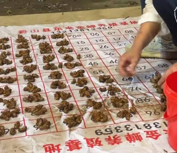 河南80后男子带村民养蝉，高峰期一晚上可抓上万只：晚8点开抓，4小时内冷冻，1元1个不愁卖