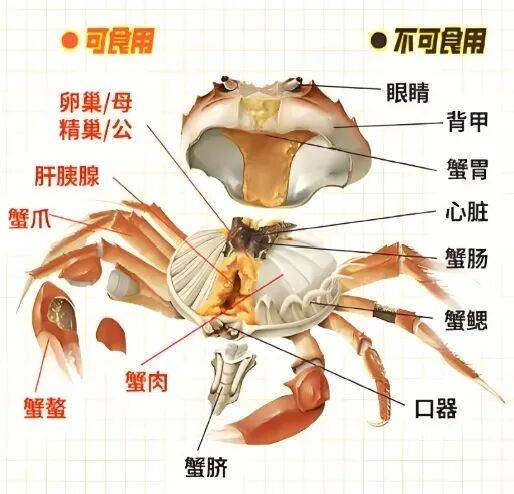 价格“崩了”，有些跌至5元一只！这种美味已大量上市，老板：再等等，更肥更便宜……