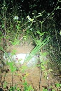 成都绕城高速旁疑现“电猫” 市民遛狗时爱犬触电身亡