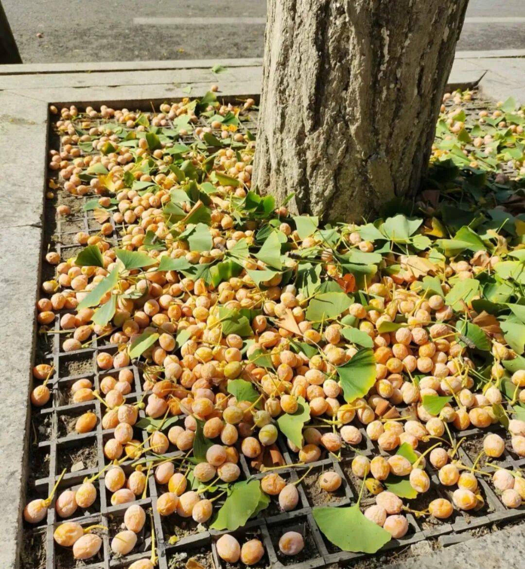 不要吃！不要捡！近期正大量出现